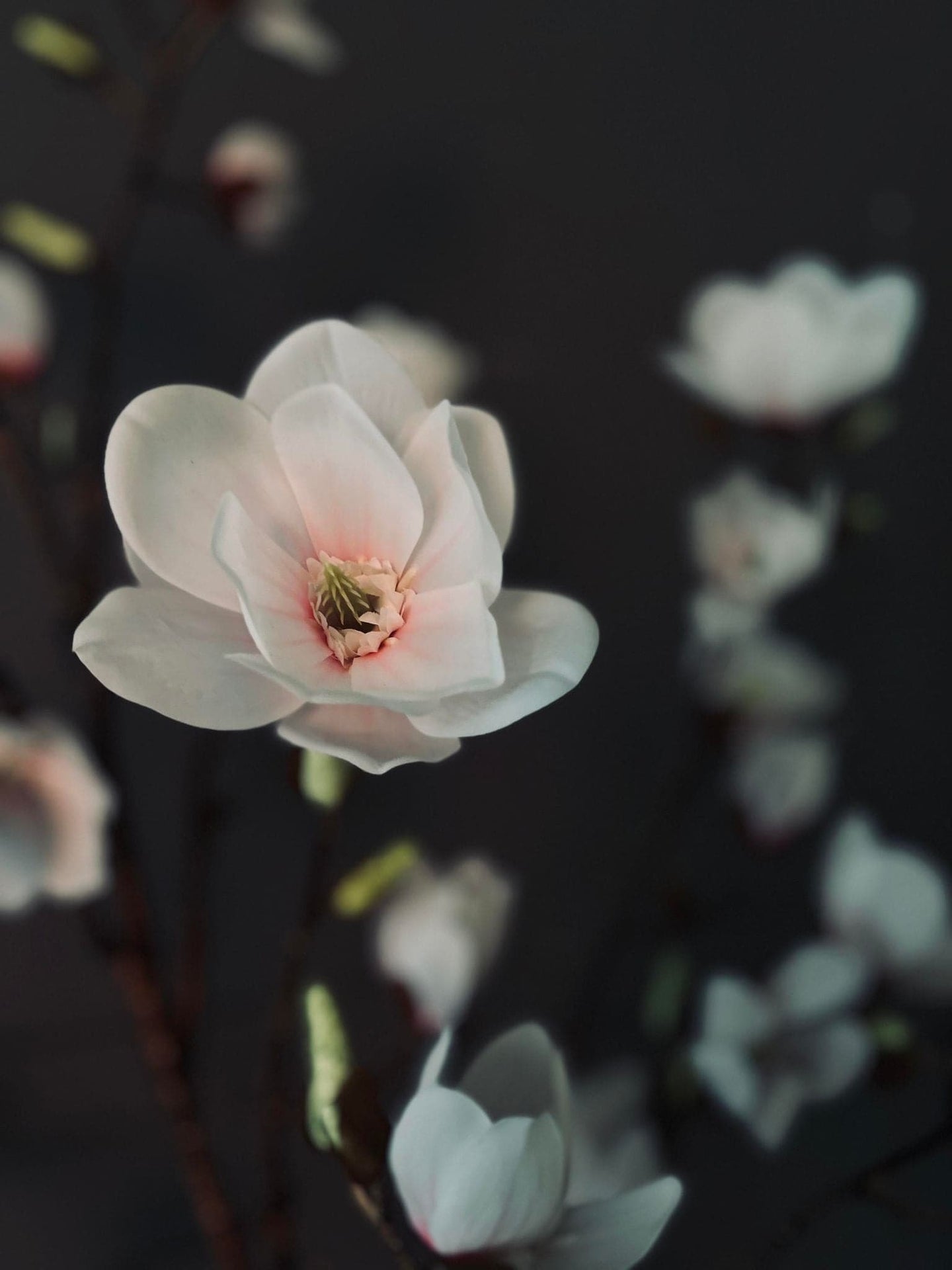 Magnoliatræ i pot - 160cm - VIAMAJA.DK