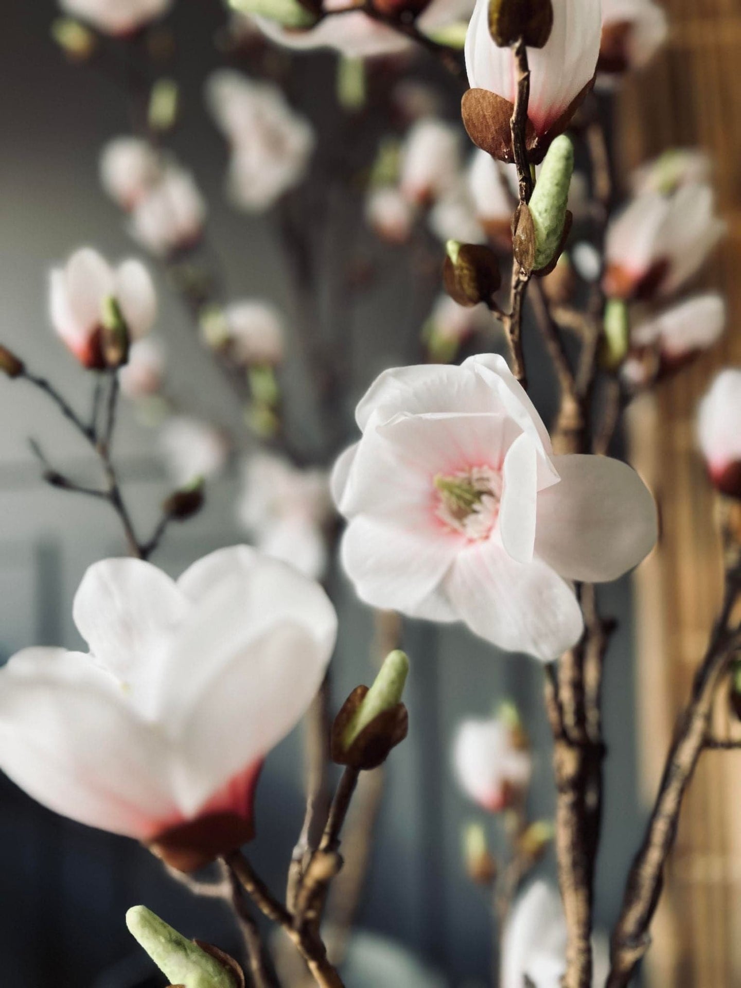 Magnoliatræ i pot - 160cm - VIAMAJA.DK