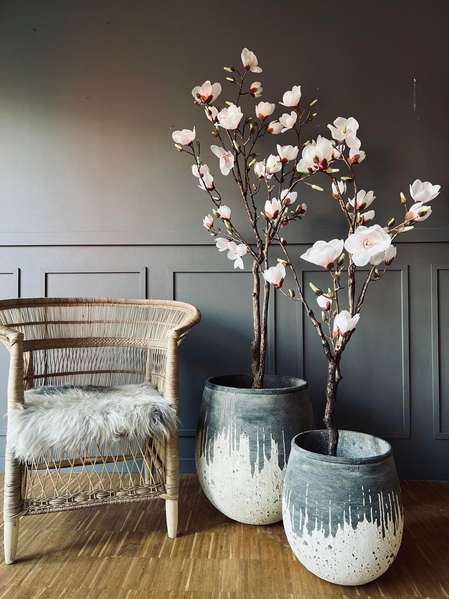 Magnoliatræ i pot - 160cm - VIAMAJA.DK