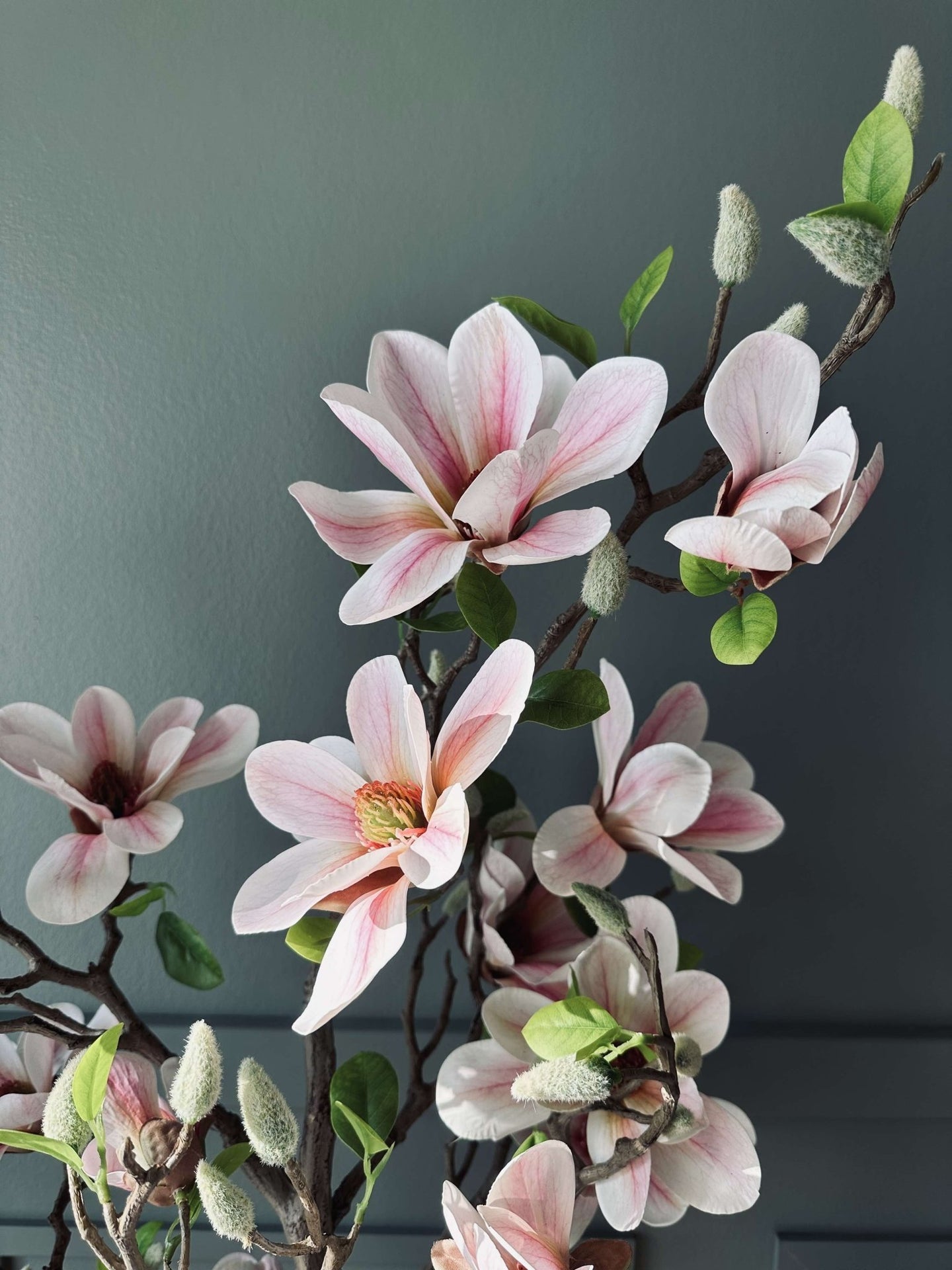 Magnoliatræ i potte - 120 cm Rosa - VIAMAJA.DK