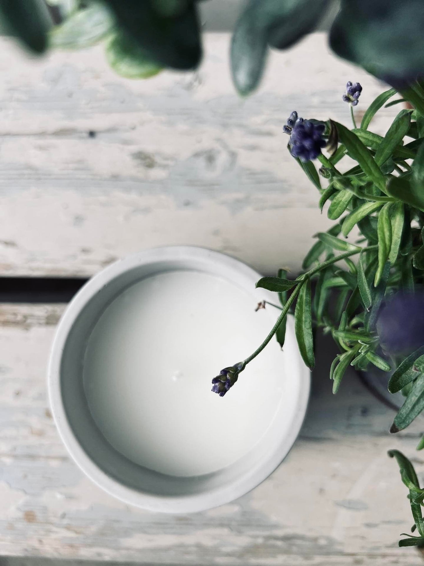 Myggelys - Citronella & Sea salt - VIAMAJA.DK