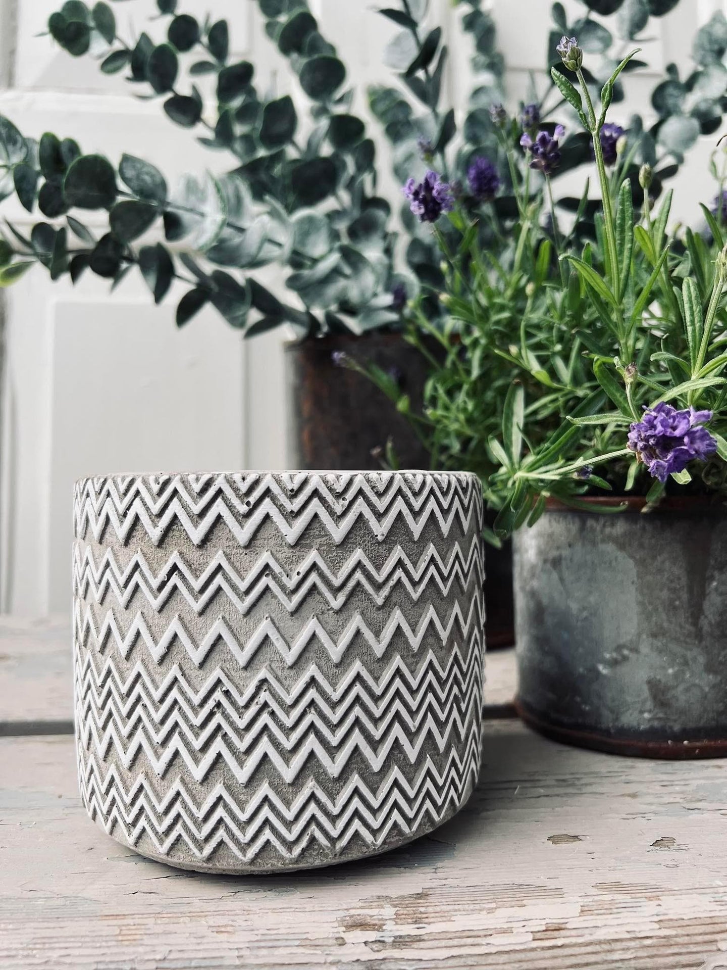 Myggelys i cement potte - Citronella mix - VIAMAJA.DK