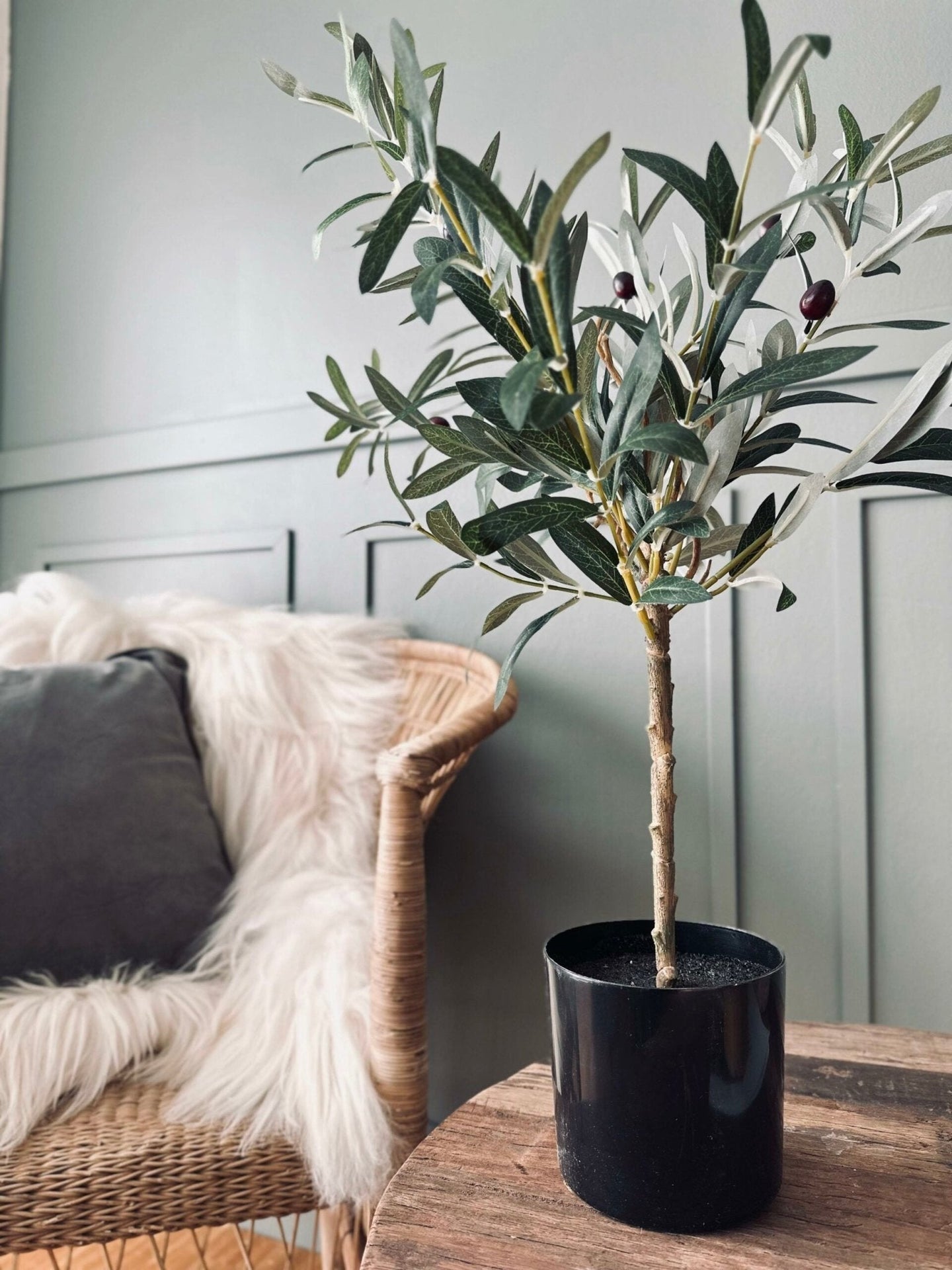 Oliventræ - VIAMAJA.DK