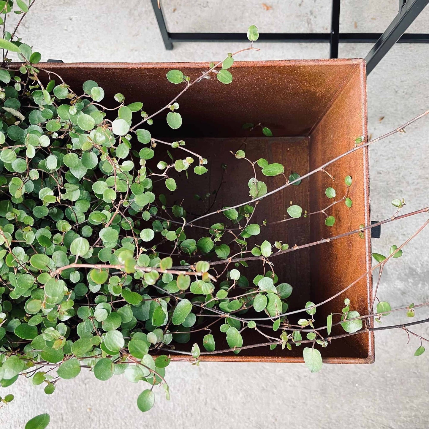 Plantekasse sæt af 2 - Rust med sorte ben - VIAMAJA.DK