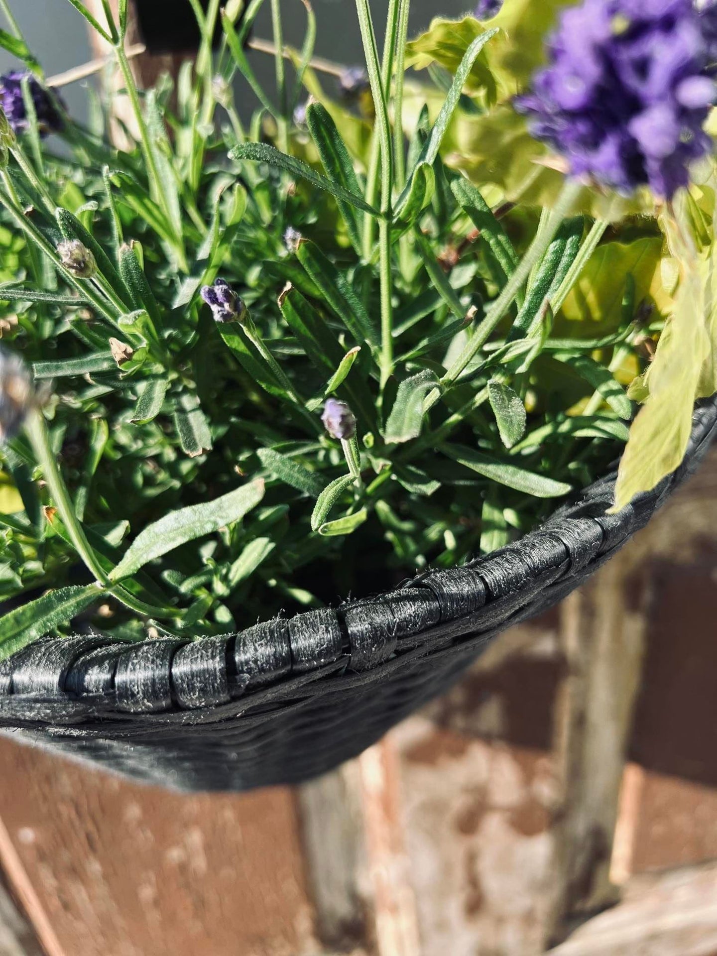 Plantekurv - væghængt - VIAMAJA.DK