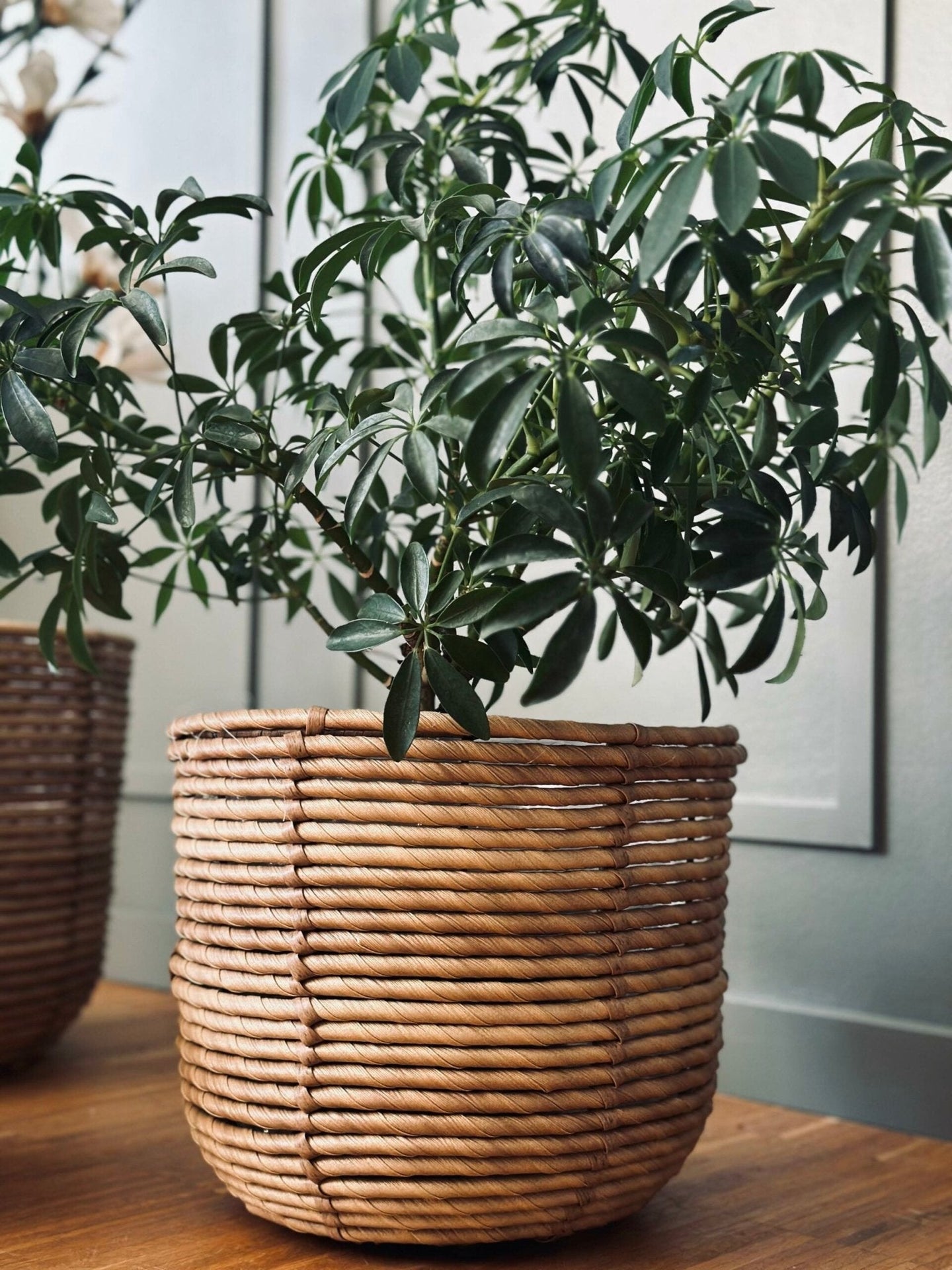 Plantekurve RATTAN – Sæt med 3 størrelser - VIAMAJA.DK