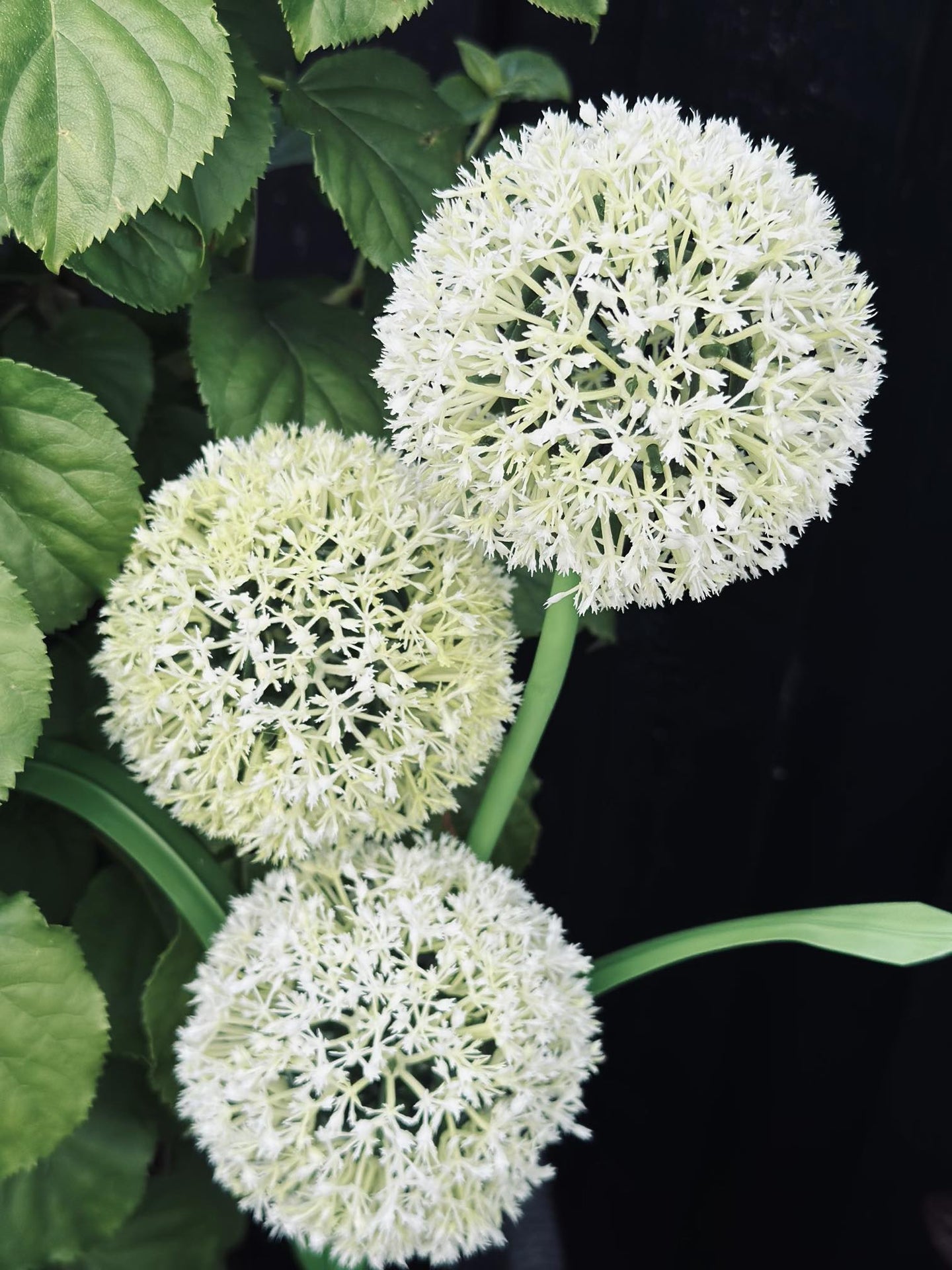 Prydløg med solceller - VIAMAJA.DK