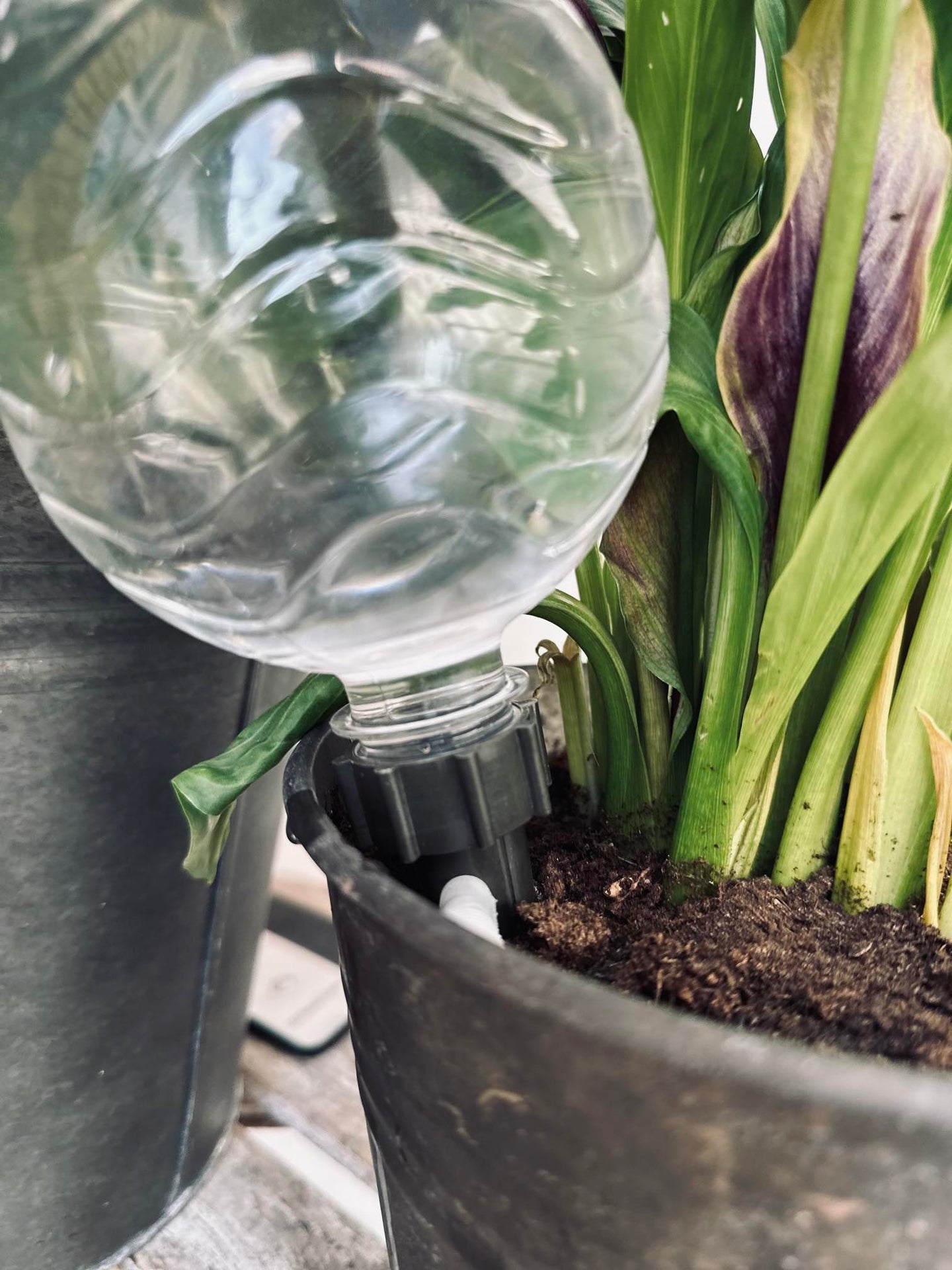 Spyd til vanding af blomster – Sæt af 4 stk - VIAMAJA.DK