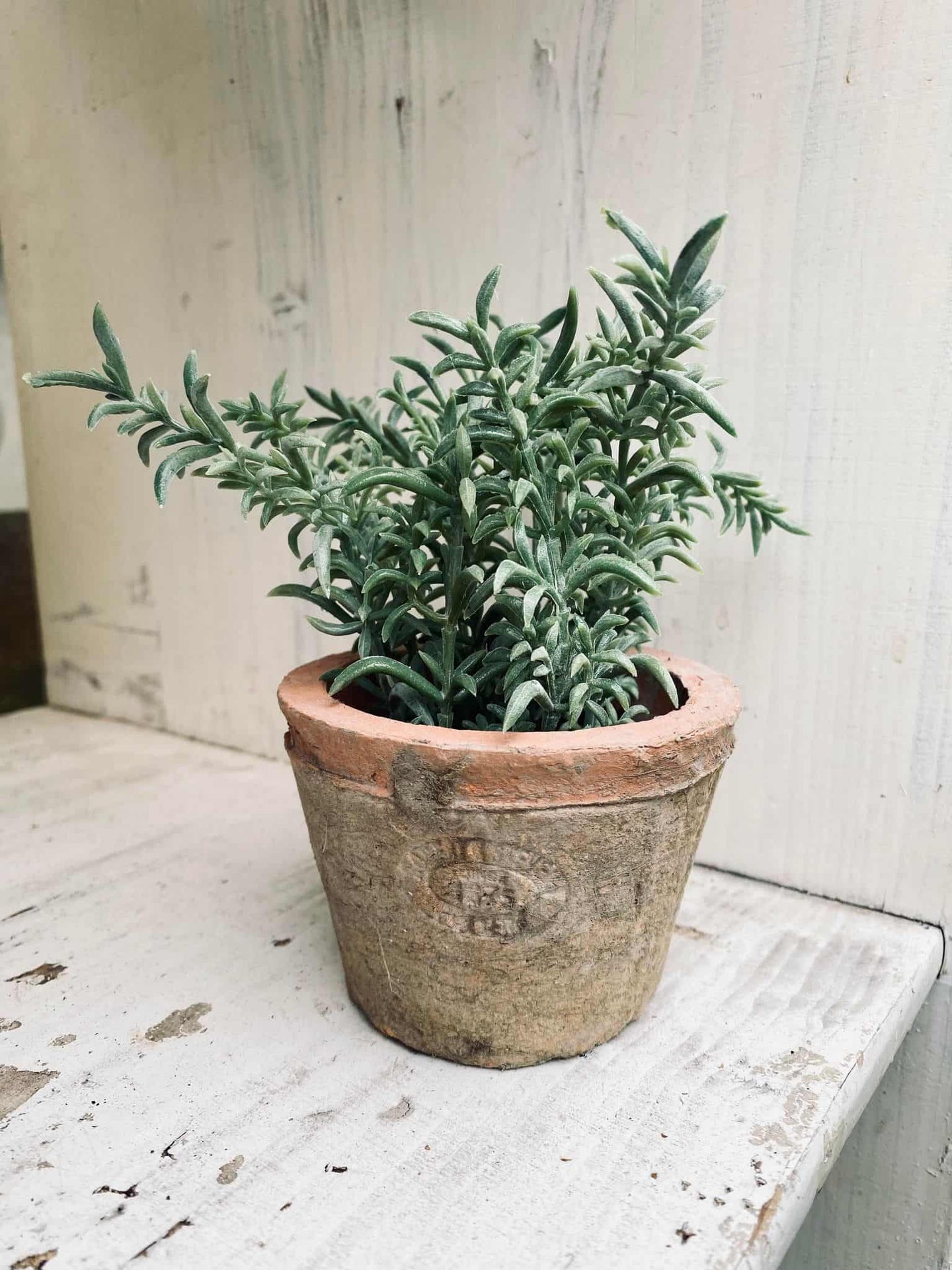 Thyme i potte - VIAMAJA.DK