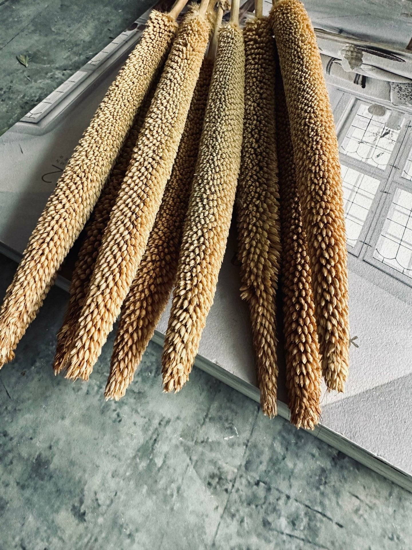 Tørret blomster – Natur - VIAMAJA.DK