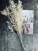 Torkade blommor – White ROSSA