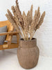Wild Corn – Sahara – 20st