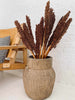 Wild Corn - Terracotta - 20 st
